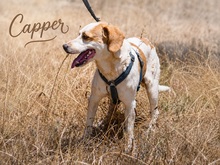 CAPPER, Hund, Beagle in Portugal