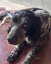 FREYA, Hund, English Setter in Italien