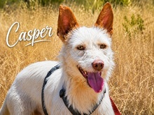 CASPER, Hund, Podengo Portugues grande in Portugal