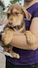 MICKY, Hund, Mischlingshund in Berg