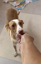 PEPI, Hund, Podenco-Mix in Spanien