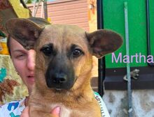 MARTHA, Hund, Mischlingshund in Rumänien