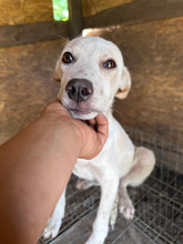 YUKI, Hund, Mischlingshund in Rumänien
