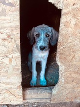 CASSIE, Hund, Mischlingshund in Rumänien