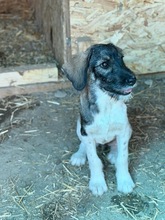 CLEMENTINE, Hund, Mischlingshund in Rumänien