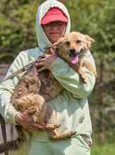 ZARIA, Hund, Mischlingshund in Russische Föderation