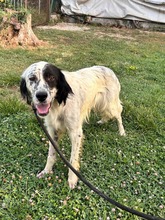 SCOUT, Hund, English Setter in Italien