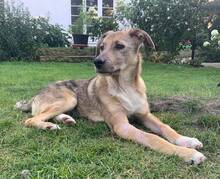CHESTER, Hund, Mischlingshund in Hamburg