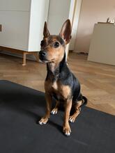 EDDY, Hund, Mischlingshund in München