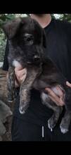 CURRY, Hund, Mischlingshund in Italien