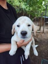 CARPONE, Hund, Mischlingshund in Italien