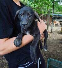 CARLA, Hund, Mischlingshund in Italien