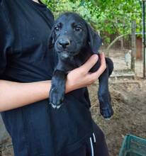 CHILLI, Hund, Mischlingshund in Italien