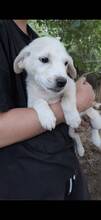 COCO, Hund, Mischlingshund in Italien