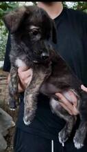 CASPER, Hund, Mischlingshund in Italien