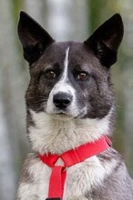 MAYA, Hund, Mischlingshund in Russische Föderation