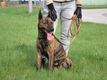 FOLTOS, Hund, Malinois-Mix in Ungarn