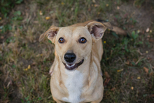 ROMA, Hund, Mischlingshund in Kroatien