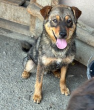 KIANO, Hund, Mischlingshund in Rumänien