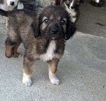 VINCENT, Hund, Mischlingshund in Rumänien