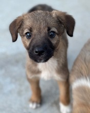 VESPER, Hund, Mischlingshund in Rumänien