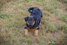 SYDNEY, Hund, Mischlingshund in Kroatien