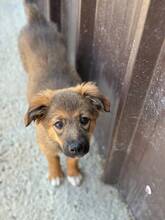 VIGO, Hund, Mischlingshund in Rumänien