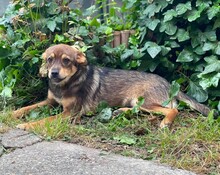 PETER, Hund, Mischlingshund in Warstein