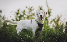 CINDY, Hund, Mischlingshund in Ungarn