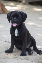 NITA, Hund, Mischlingshund in Ungarn