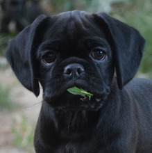 NESSA, Hund, Mischlingshund in Ungarn