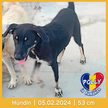 POLLY, Hund, Mischlingshund in Rumänien