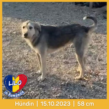 LILO, Hund, Mischlingshund in Rumänien