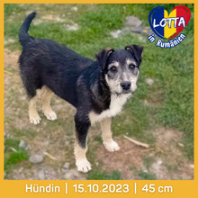 LOTTA, Hund, Mischlingshund in Rumänien