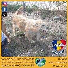 ENGEL, Hund, Mischlingshund in Rumänien