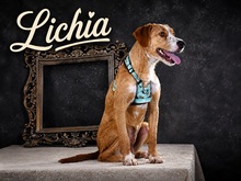 LICHIA, Hund, Mischlingshund in Waldkirch