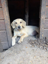 HAZEL, Hund, Mischlingshund in Rumänien