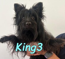 KING3, Hund, Zwergspitz-Mix in Spanien