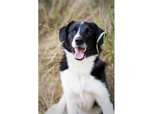 LAUSER, Hund, Mischlingshund in Heidenrod