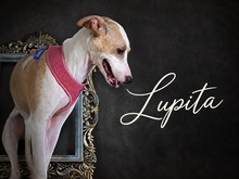 LUPITA, Hund, Mischlingshund in Portugal