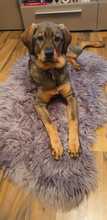 COCO, Hund, Mischlingshund in Biblis