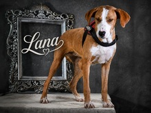 LANA, Hund, Mischlingshund in Portugal