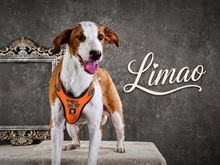 LIMAO, Hund, Mischlingshund in Portugal