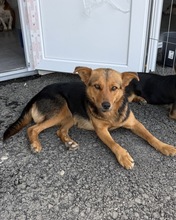 VIA, Hund, Mischlingshund in Rumänien