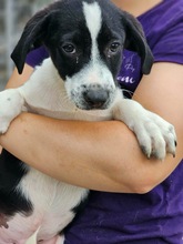 SANDOR, Hund, Mischlingshund in Rumänien