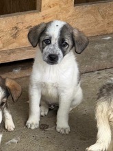 JOKER, Hund, Mischlingshund in Rumänien