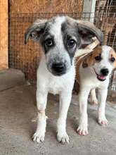 JOKER, Hund, Mischlingshund in Berg
