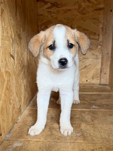 JENNA, Hund, Mischlingshund in Rumänien
