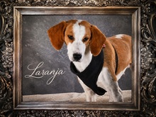 LARANJA, Hund, Mischlingshund in Portugal