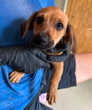 RESE, Hund, Mischlingshund in Rumänien